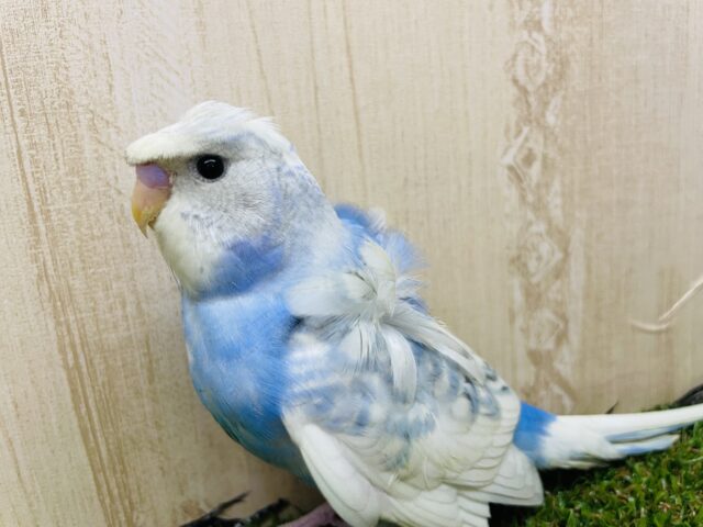 羽衣セキセイインコ