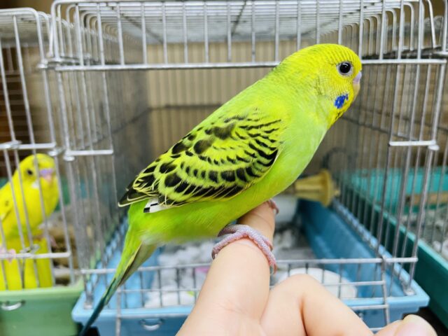 セキセイインコ