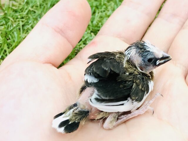 十姉妹（ジュウシマツ）