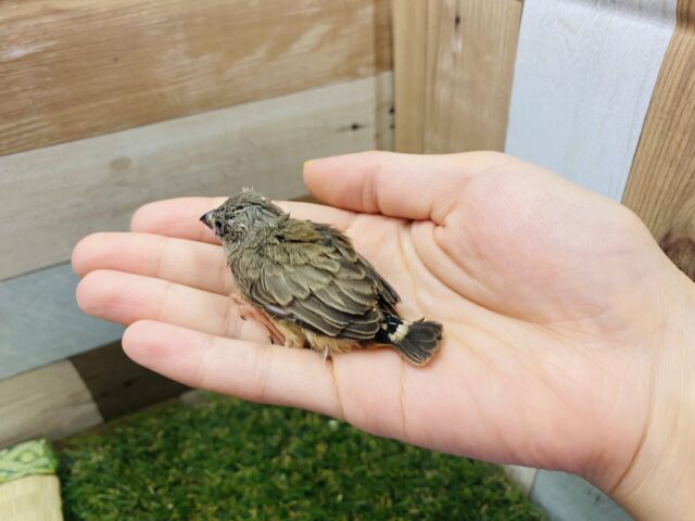 錦花鳥（キンカチョウ）