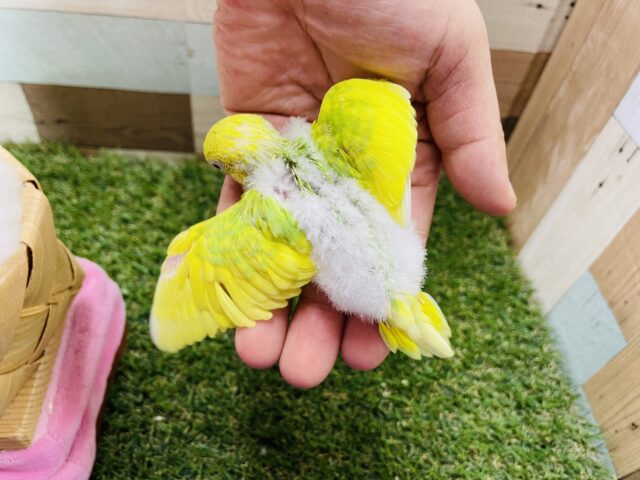 セキセイインコ