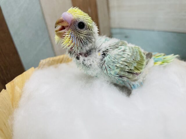 セキセイインコ