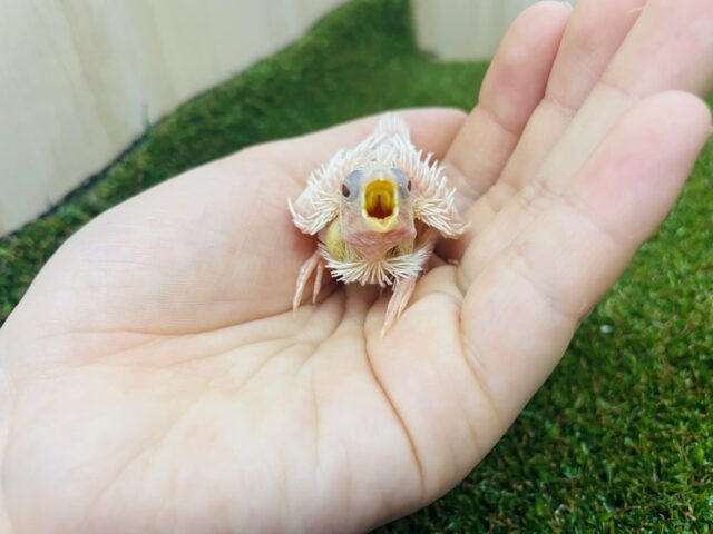 十姉妹（ジュウシマツ）