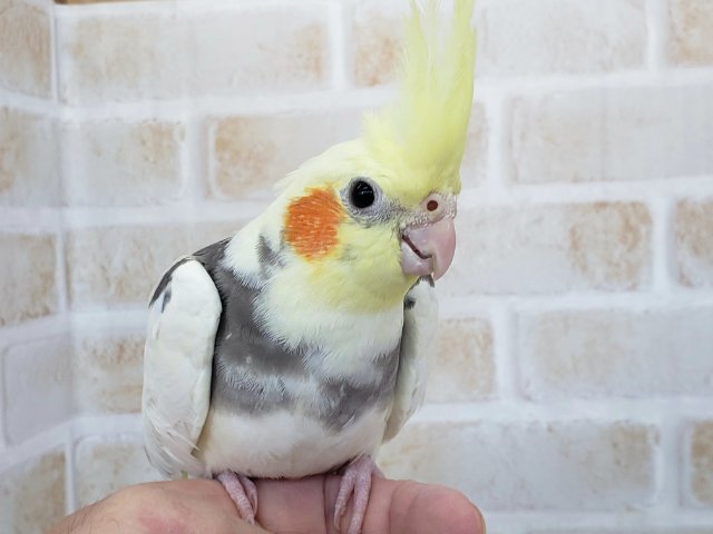 オカメインコ