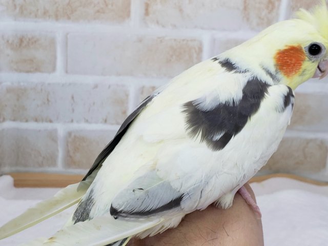 オカメインコ