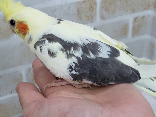 オカメインコ