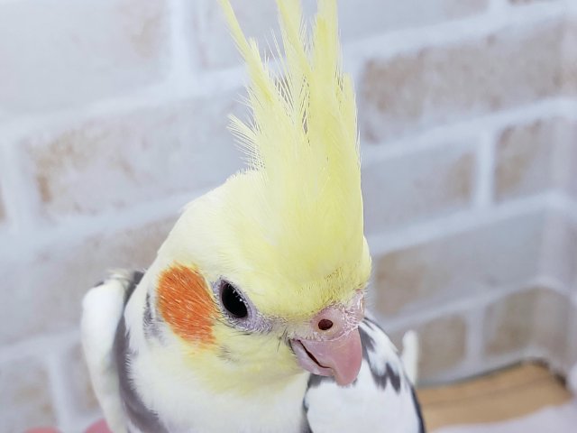 オカメインコ