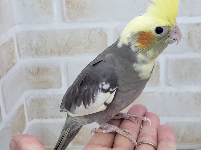 オカメインコ