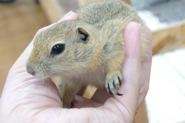 リチャードソンジリス