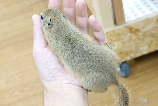 リチャードソンジリス