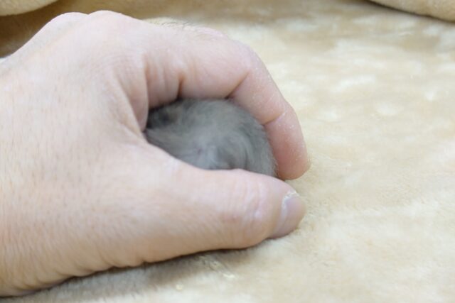 ゴールデンハムスター