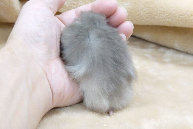 ゴールデンハムスター