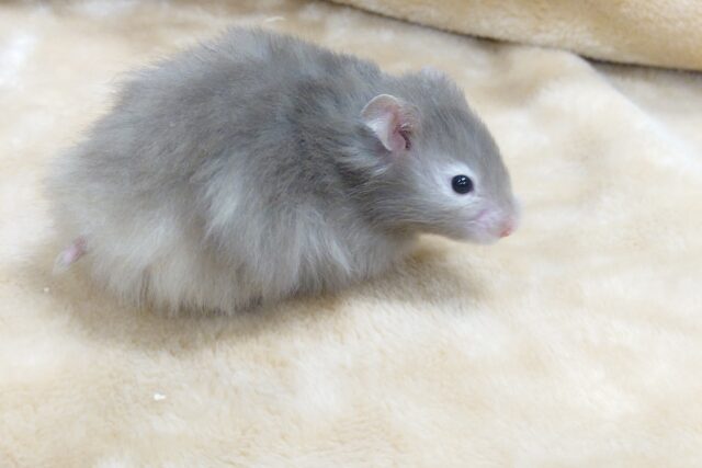 ゴールデンハムスター