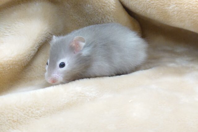 ゴールデンハムスター