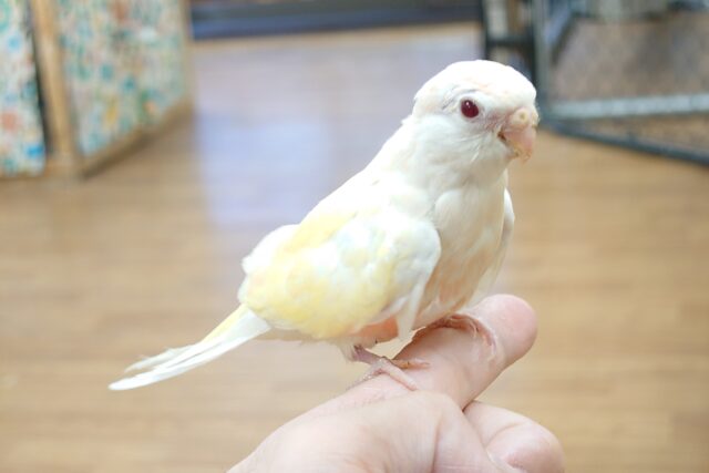 あわてず、動じず ゆるゆると~~ アキクサインコ ルチノー~~ アキクサインコ(秋草インコ)