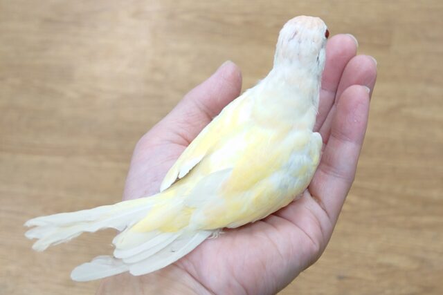 あわてず、動じず ゆるゆると~~ アキクサインコ ルチノー~~ アキクサインコ(秋草インコ)