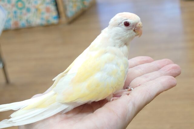 あわてず、動じず ゆるゆると~~ アキクサインコ ルチノー~~ アキクサインコ(秋草インコ)