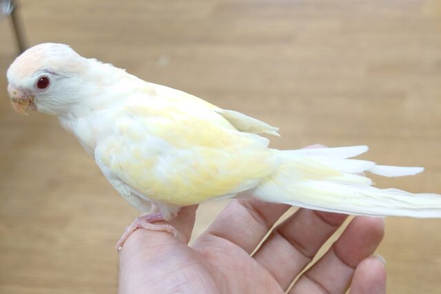 あわてず、動じず ゆるゆると~~ アキクサインコ ルチノー~~ アキクサインコ(秋草インコ)