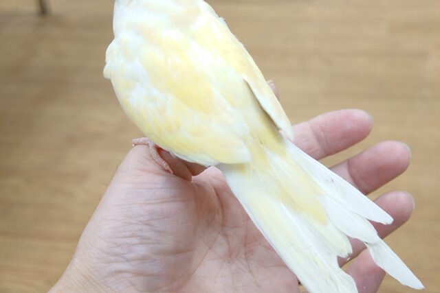 あわてず、動じず ゆるゆると~~ アキクサインコ ルチノー~~ アキクサインコ(秋草インコ)
