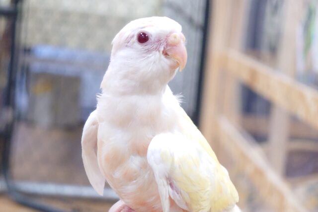 あわてず、動じず ゆるゆると~~ アキクサインコ ルチノー~~ アキクサインコ(秋草インコ)