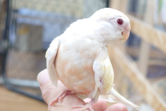 あわてず、動じず ゆるゆると~~ アキクサインコ ルチノー~~ アキクサインコ(秋草インコ)