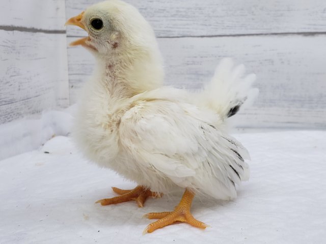 桂チャボ（カツラチャボ）