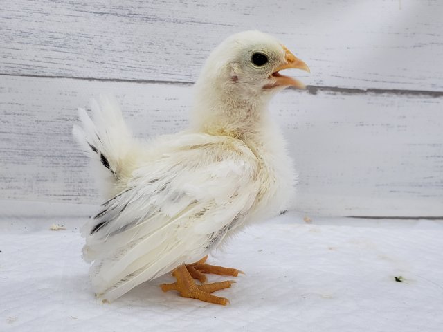 桂チャボ（カツラチャボ）