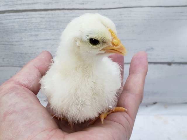 桂チャボ（カツラチャボ）