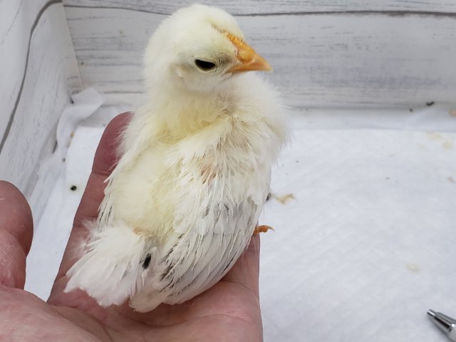 桂チャボ（カツラチャボ）