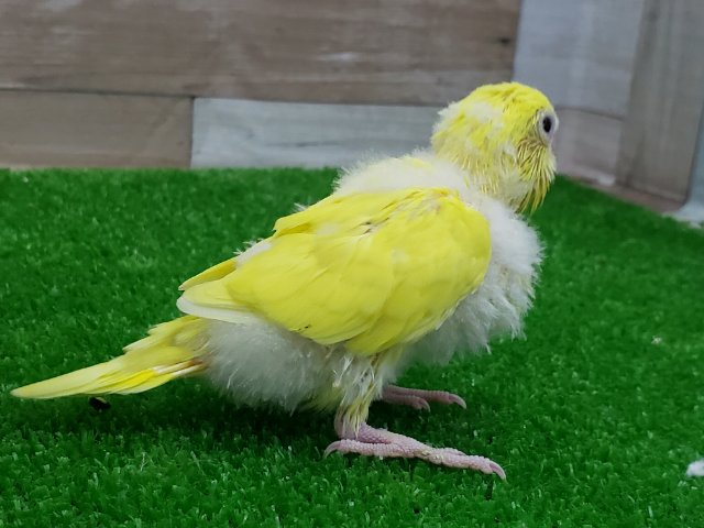 セキセイインコ