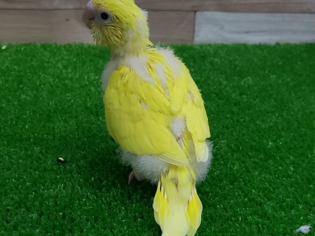 セキセイインコ
