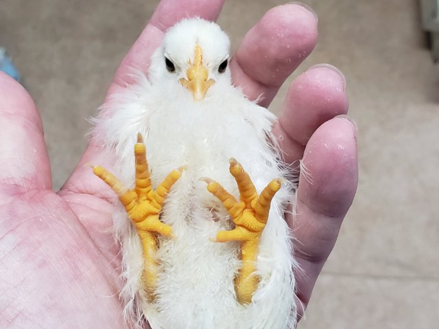 桂チャボ（カツラチャボ）