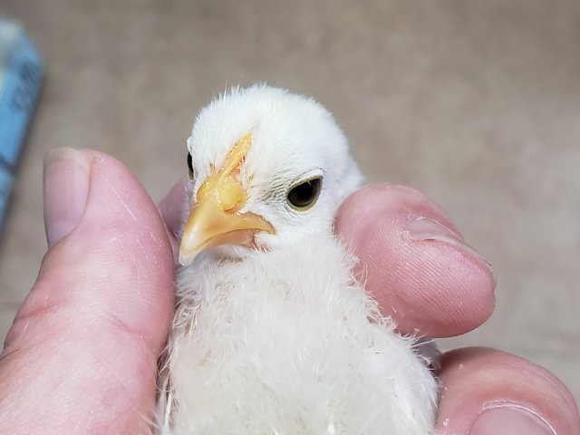 桂チャボ（カツラチャボ）