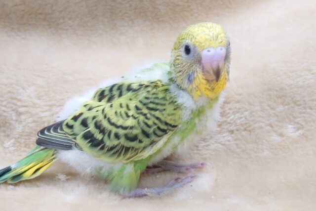 セキセイインコ