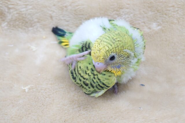 セキセイインコ