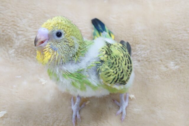 セキセイインコ