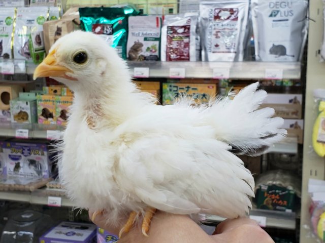 桂チャボ（カツラチャボ）