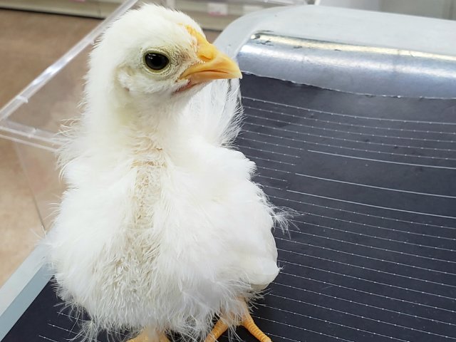 桂チャボ（カツラチャボ）