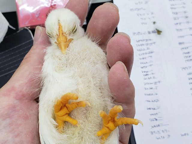 桂チャボ（カツラチャボ）