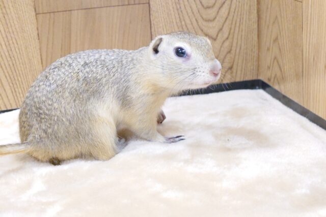 リチャードソンジリス