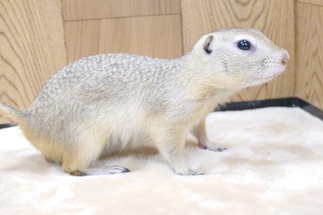 リチャードソンジリス