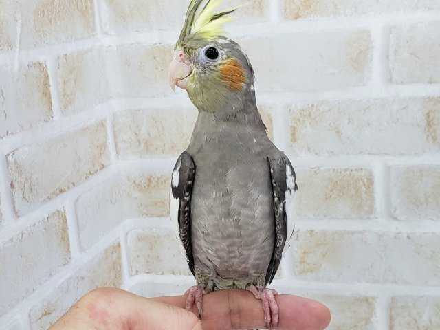 オカメインコ