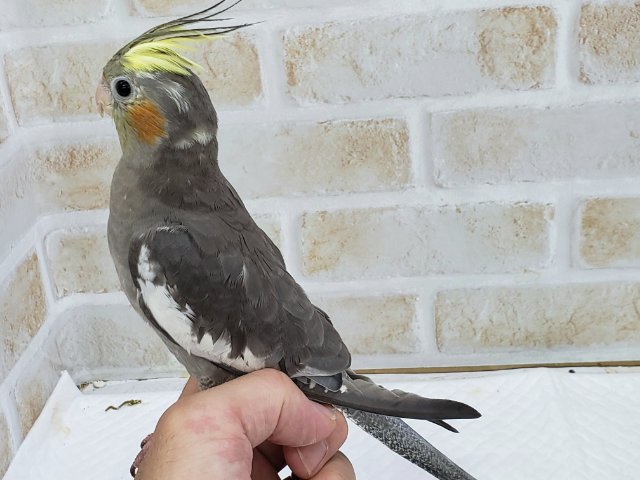 オカメインコ