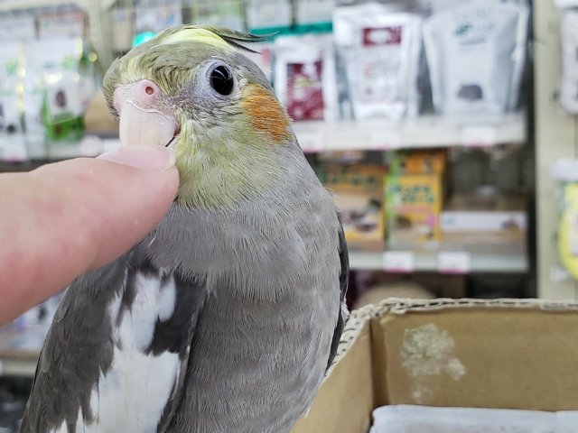 オカメインコ