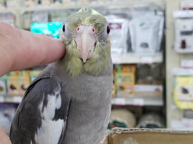 オカメインコ