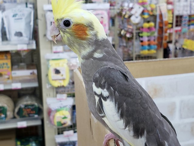 オカメインコ