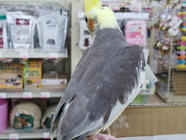 オカメインコ