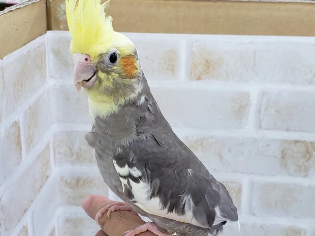 オカメインコ