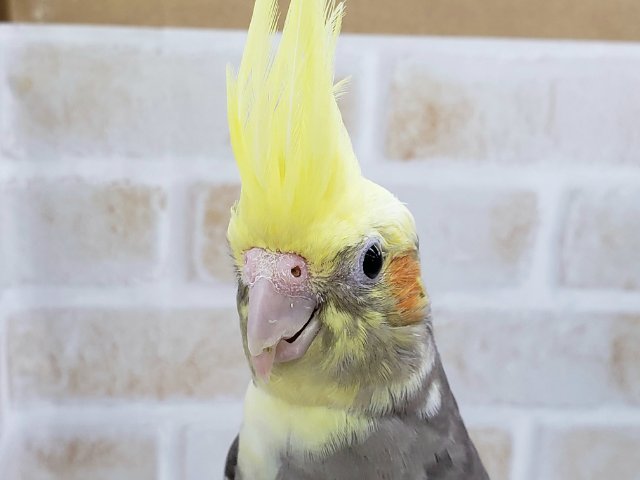 オカメインコ