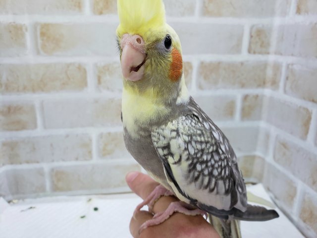 オカメインコ